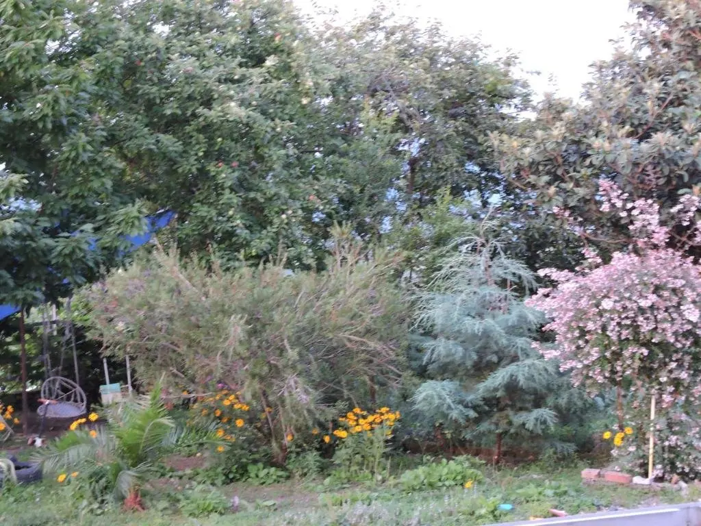 Батуми: house to the Batumi botanical garden სახლი ბოტანიკურ ბაღთან