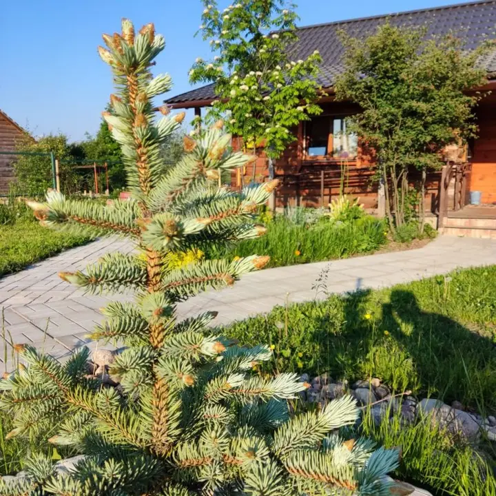 Великие Луки: Гостевой дом Ласточкин Сад