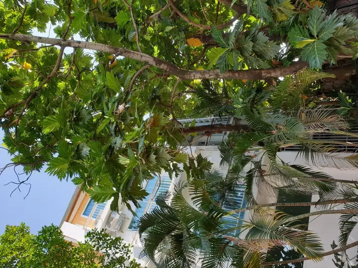 Чиангмай: Breadfruit