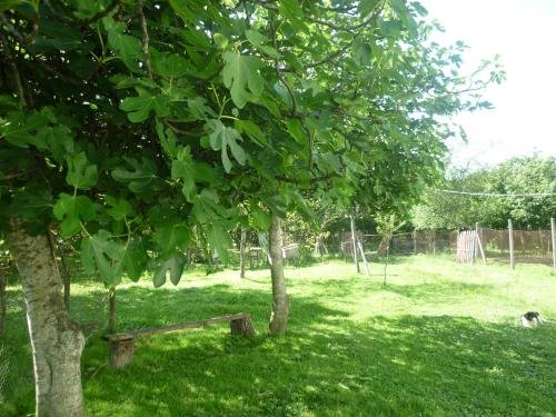 Дарчели: Sesili Guest House