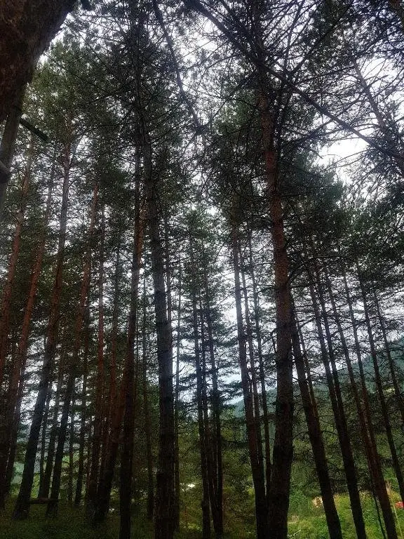 Боржоми: Eco Hotel Borjomi