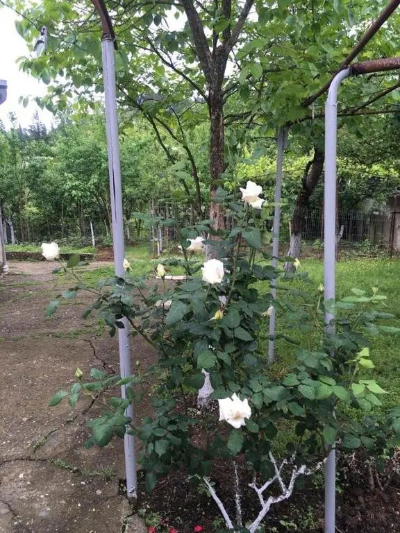 Кутаиси: Hostel Xvamli