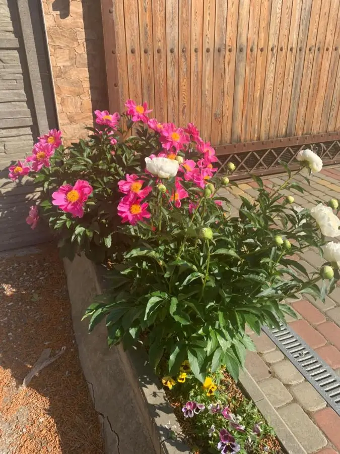 Геленджик: Guest House Telmana 32
