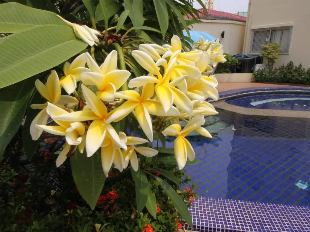 Паттайя: Butterfly Garden Villas
