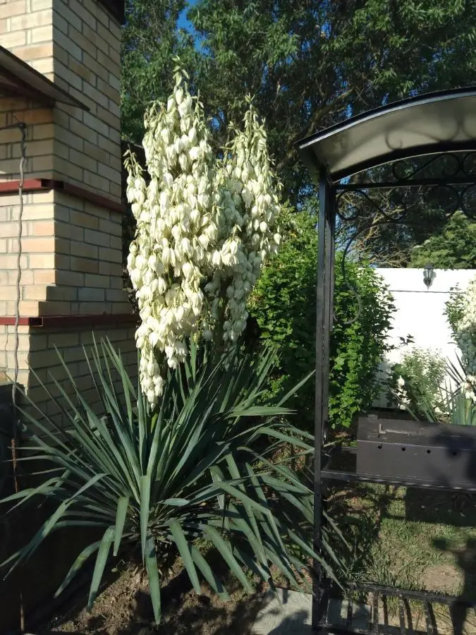 Голубицкая: Guest House Morskaya 51