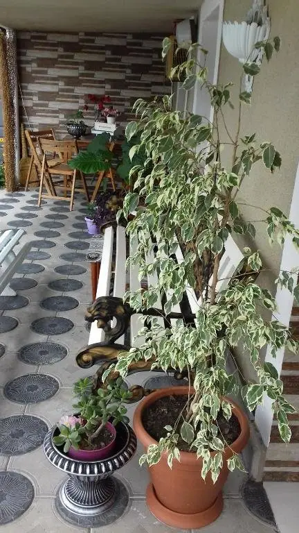 Кутаиси: Nanukas Apartment House