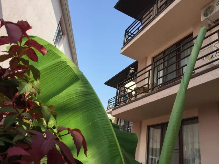 Ольгинка: Guest house Brauni