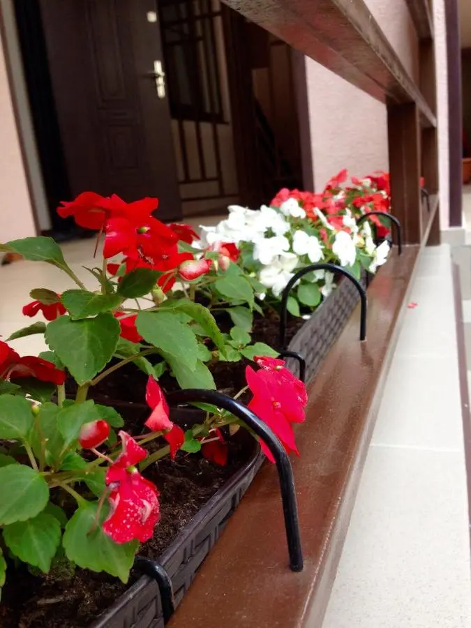 Ольгинка: Guest house Brauni