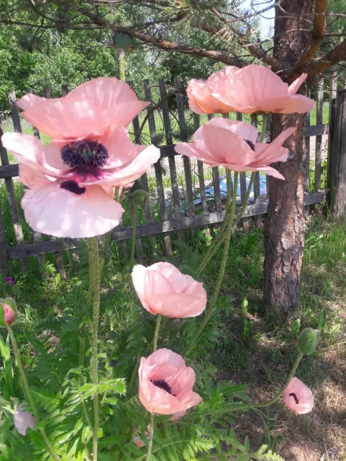 Yasiplevo: Guest House Romanovskoye Podvor'e