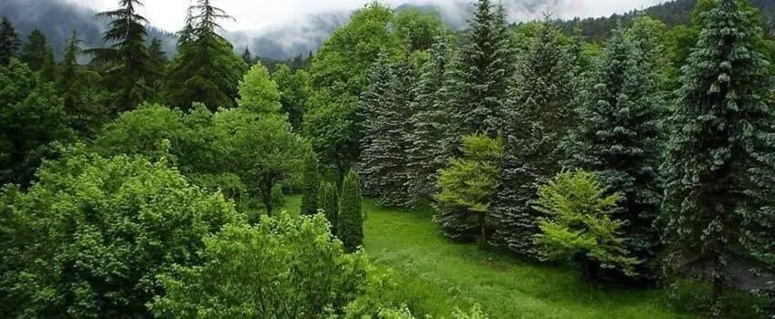 Бакуриани: Didveli Residence D42