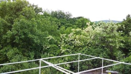 Гурджаани: House in the nature
