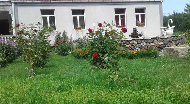 Вардзиа: Imedi