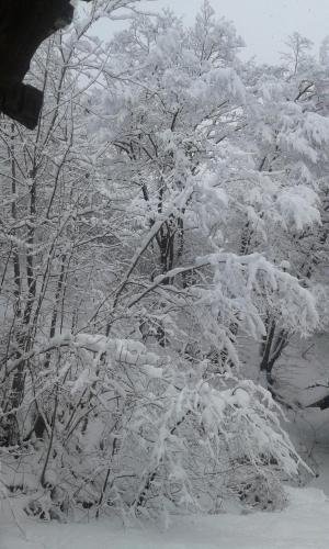 Боржоми: Magicstay - Guest House 80M² 1 Bedroom - Borjomi