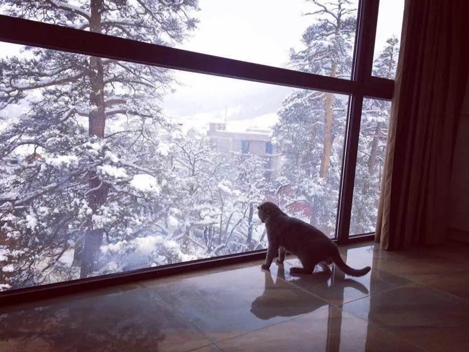 Бакуриани: Hillside Bakuriani , Room 501