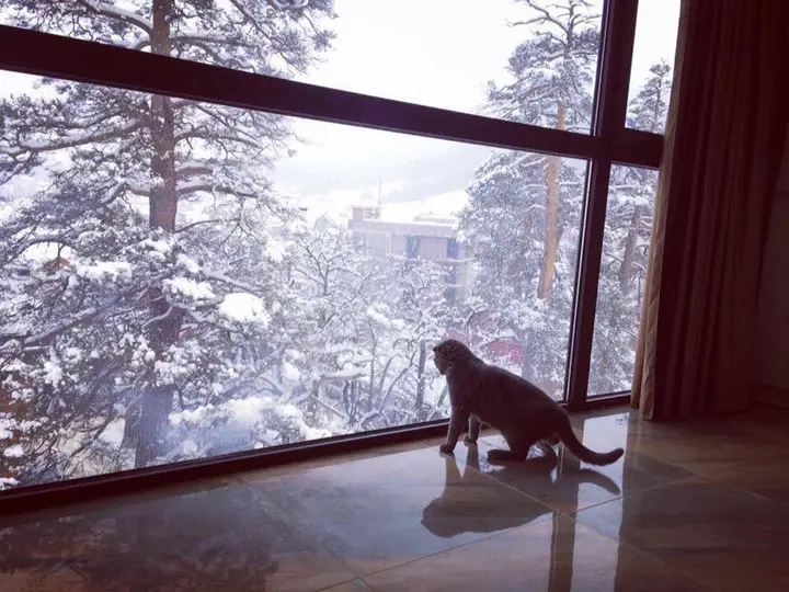 Бакуриани: Hillside Bakuriani , Room 501