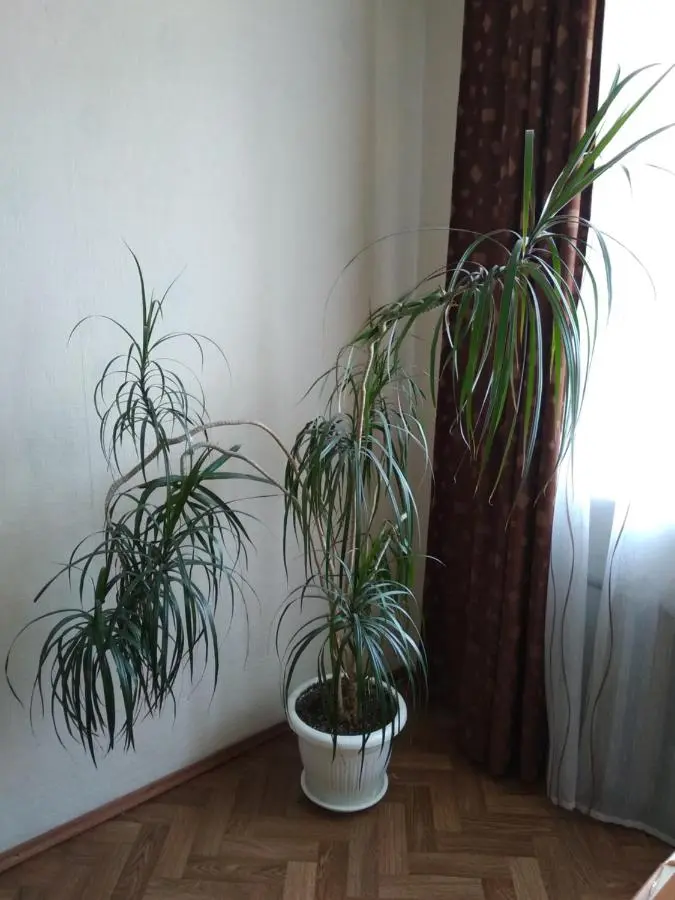 Рыбинск: Apartamenty Kirova 32-132