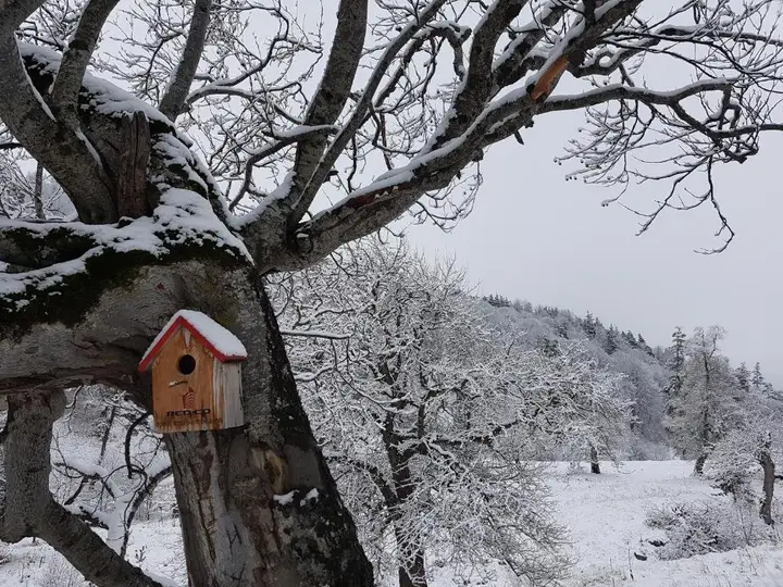 Бакуриани: Comfy Stay Apartment Bakuriani-2min to Didveli ski lift (Hotel "The Valley Residences & Spa (Apt #106)