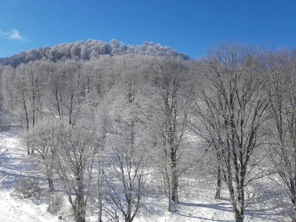 Бакуриани: 8 Persons Cottage In Bakuriani