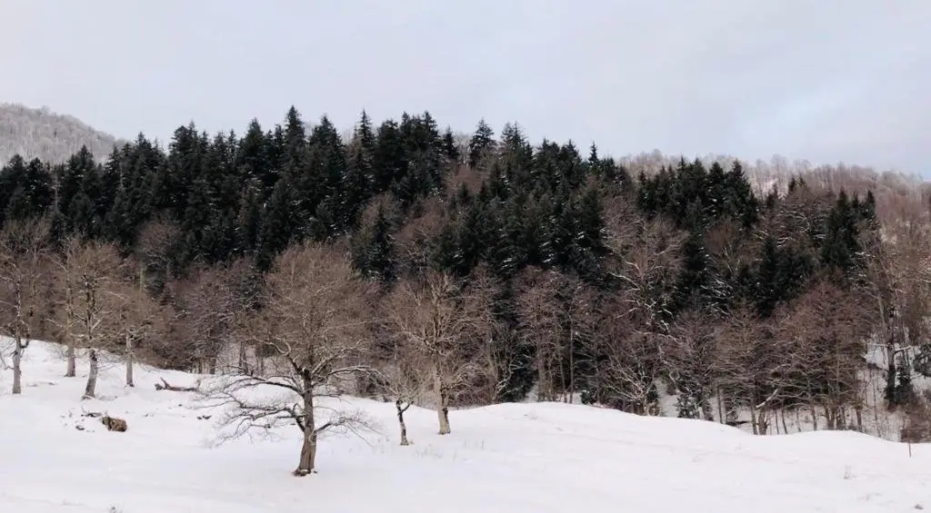 Бакуриани: Charming Apartments for 3 Guests with a Beautiful View on Mountains Near Didveli Ski lift