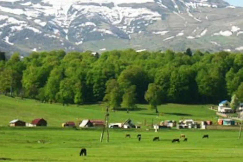 Бакуриани: Hillside Cottages Bakuriani