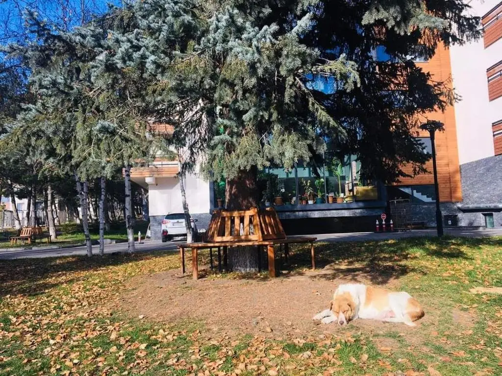 Бакуриани: Apartamenti Bakuriani INN