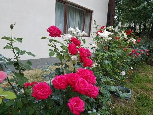 Амбролаури: Guesthouse Buka