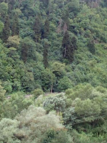 Боржоми: panorama gest house