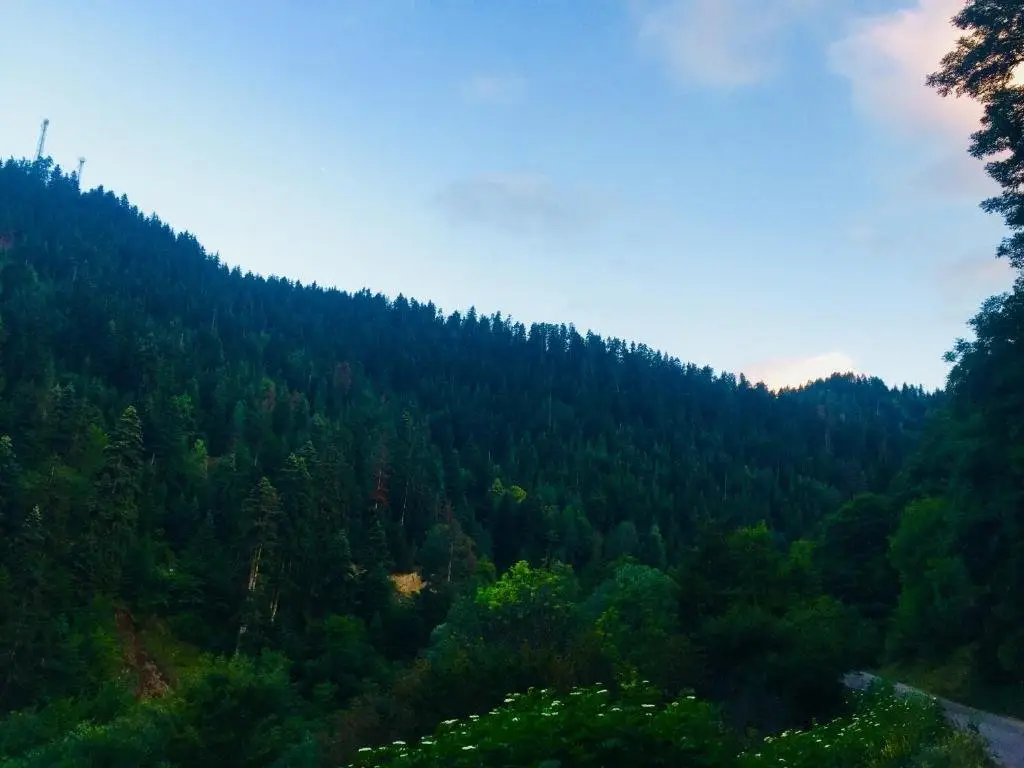 Боржоми: Borjomi resort tsemi