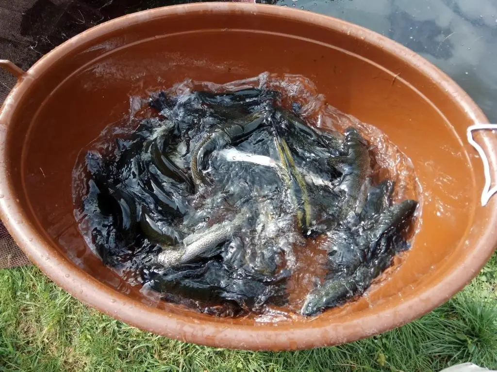 Боржоми: Myhotel Borjomi