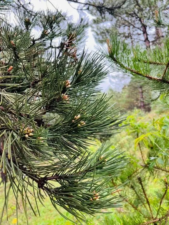 Сурами: House of Memories