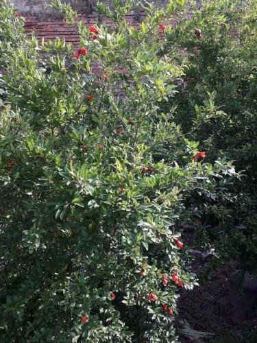 Тбилиси: Nino'S Old Tbilisi Guest House