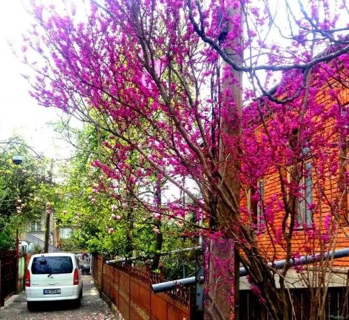 Кутаиси: Holiday Home Colibri