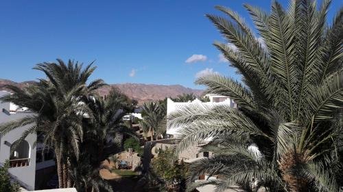 Дахаб: New Yalla Hotel