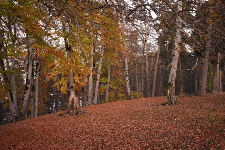Бакуриани: Bakuriani Park Residence Apartment #3
