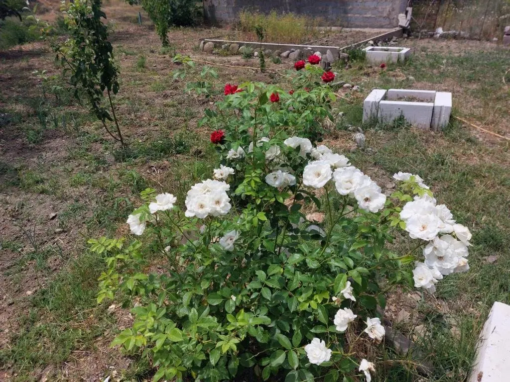 Тбилиси: Green House In Vazisubani