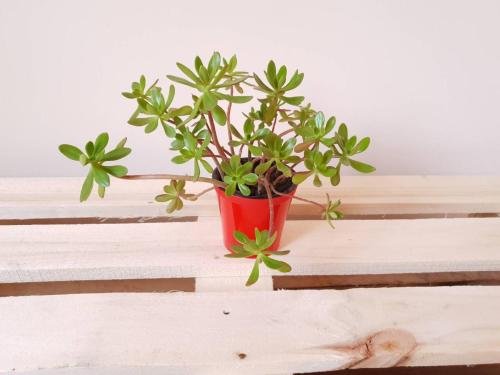 Кутаиси: Carrot- kutaisi, hostel, private room