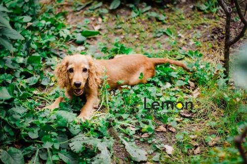 Тбилиси: Holiday Home Lemon