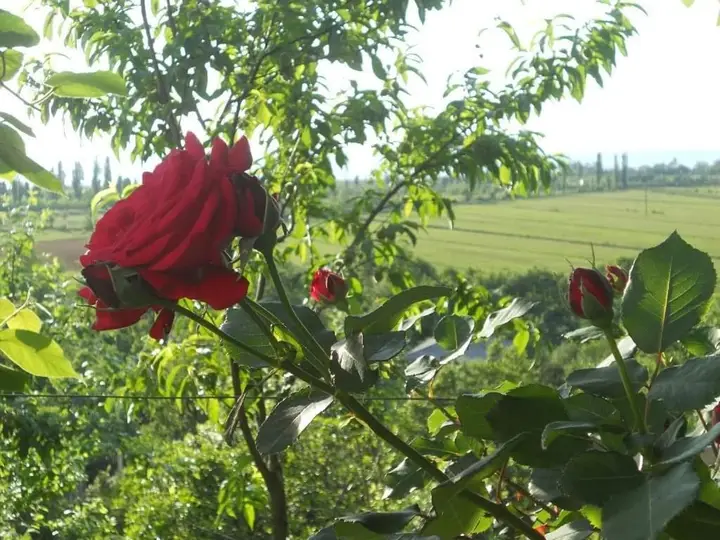 Кобулети: kobuleti tsikhisdziri