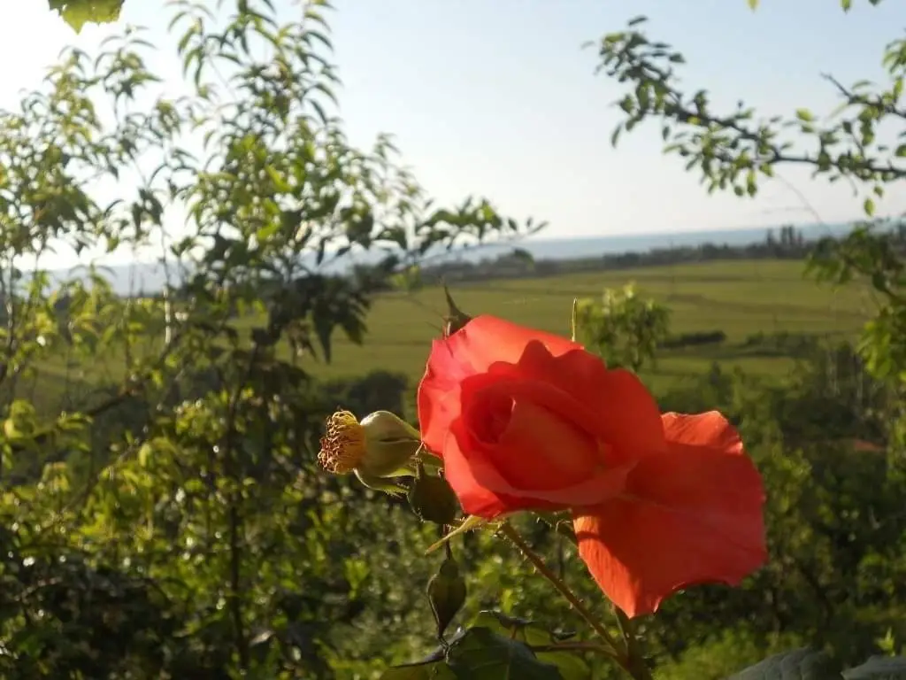 Кобулети: kobuleti tsikhisdziri
