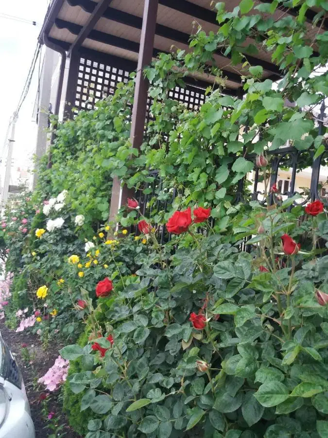 Кабардинка: Elektra Guest House