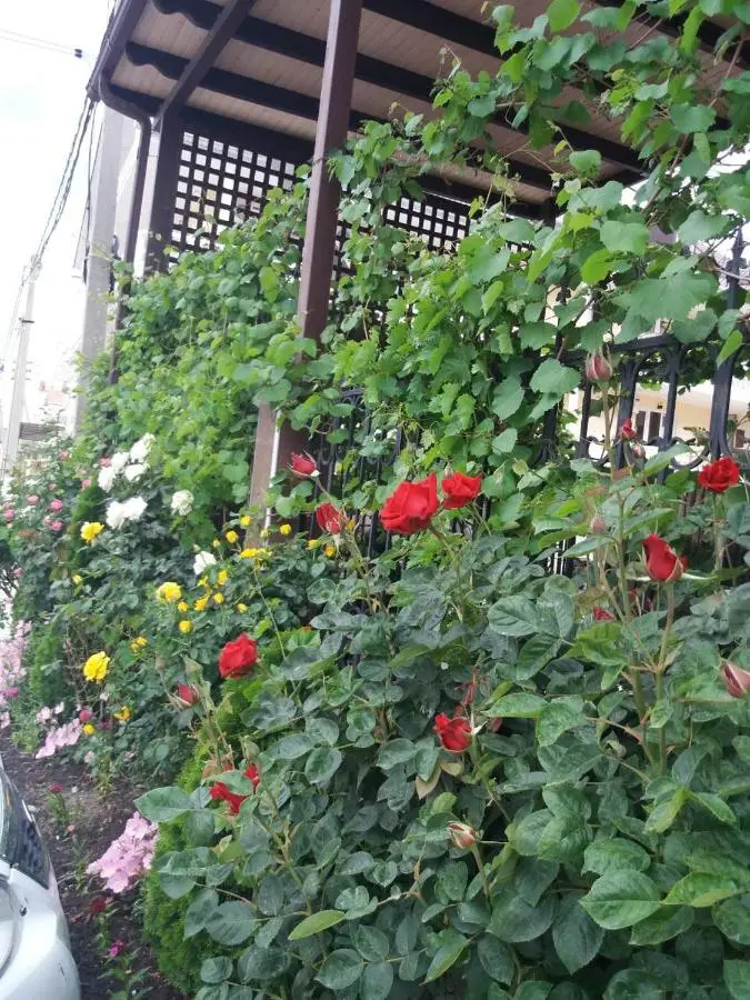 Кабардинка: Elektra Guest House