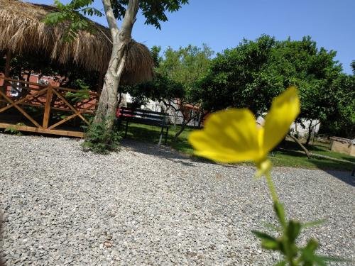 Батуми: Kolkhi Guest House