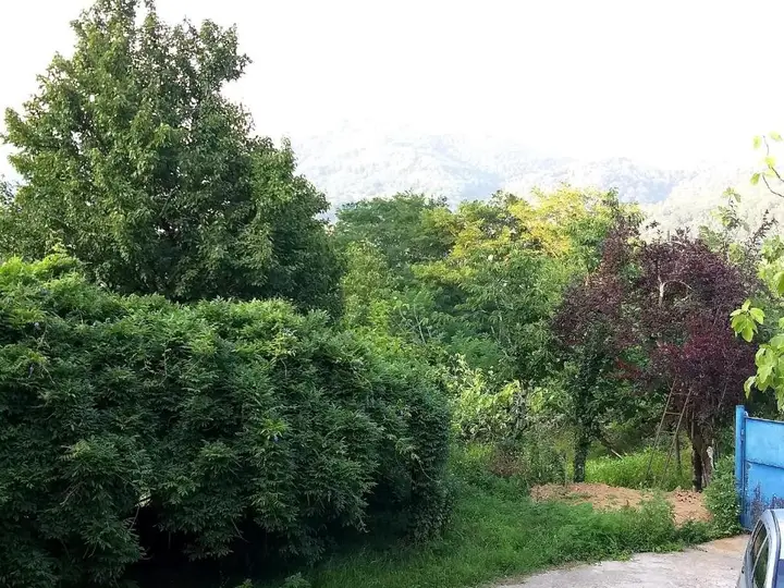 Кутаиси: Guesthouse Lady