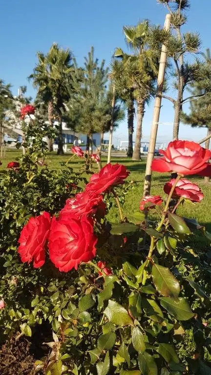 Батуми: Best Sea View Batumi