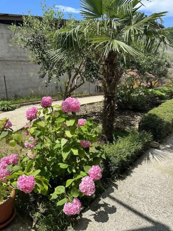 Сочи: Гостевой дом Green House
