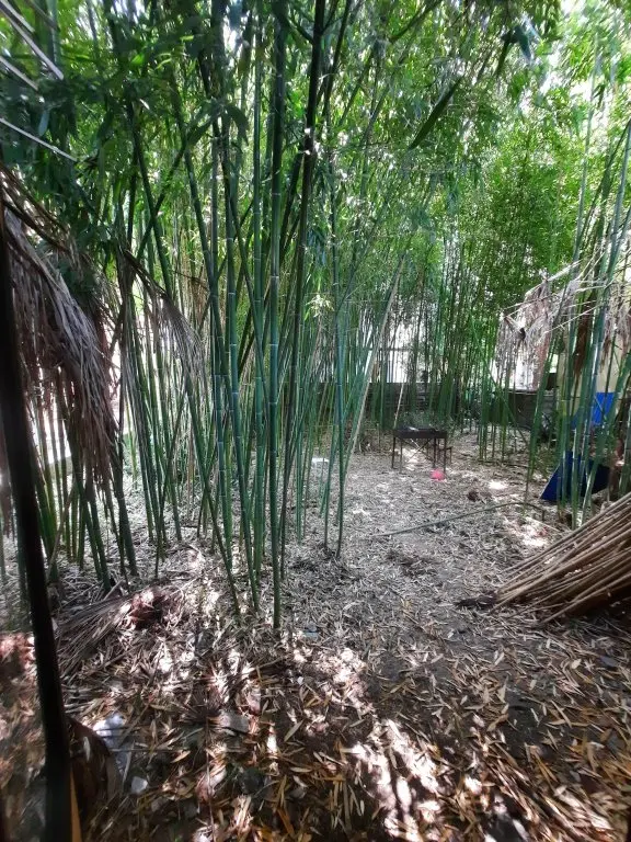 Сочи: Жилое помещение Bamboo Garden
