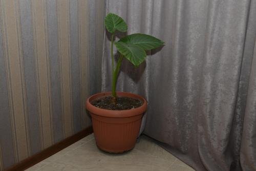 Ахалцихе: My House