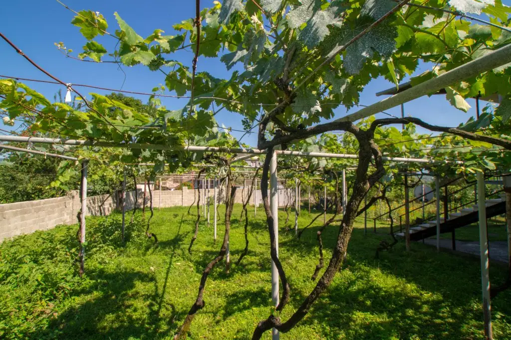 Кутаиси: Гостевой дом Irakli Guest House