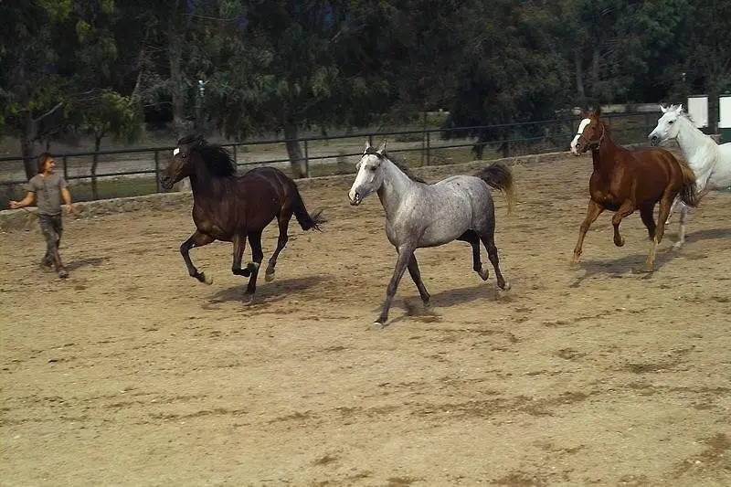 Кемер: Hotel Berke Ranch & Nature