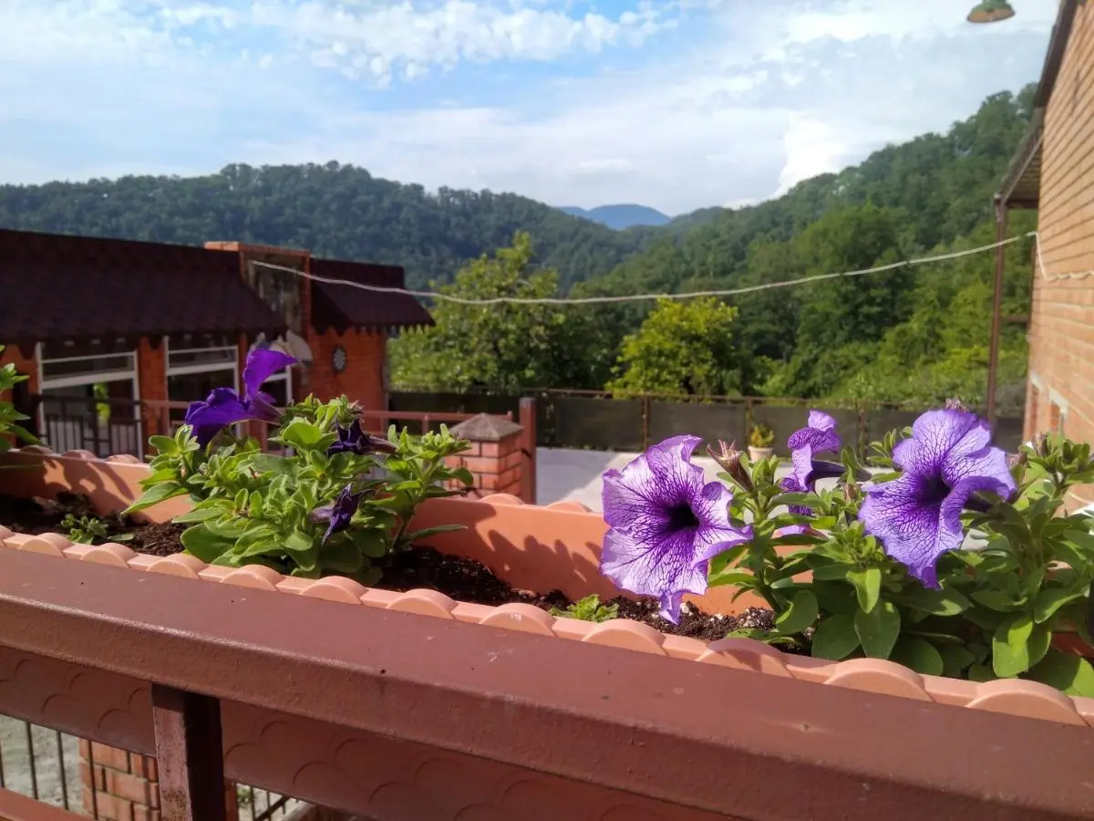 Сочи: Oreshki Guest House